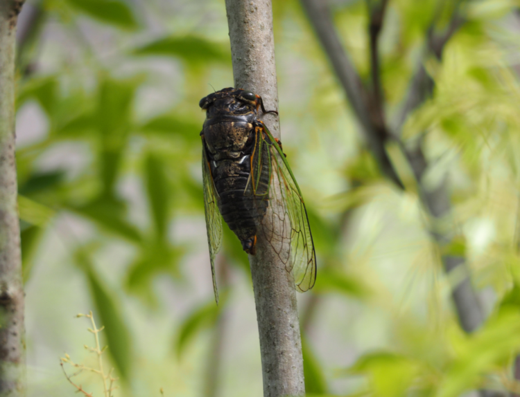cicada facts