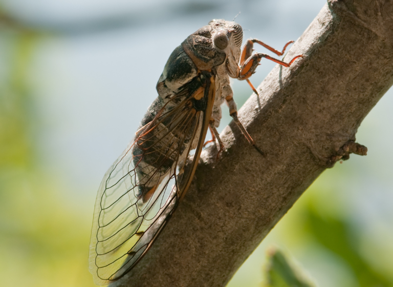 14 wild cicada facts | Gulo in Nature