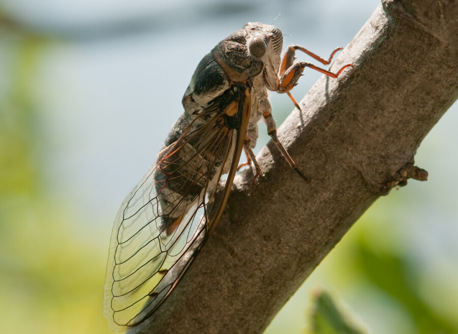 Cicada blog post