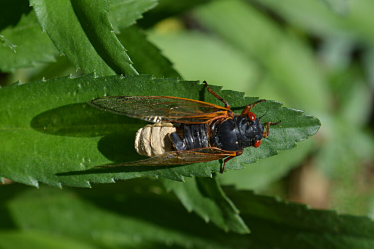 Crypt-keeper wasps can control the minds of 7 other species of wasp