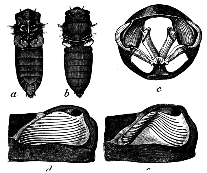 cicada facts