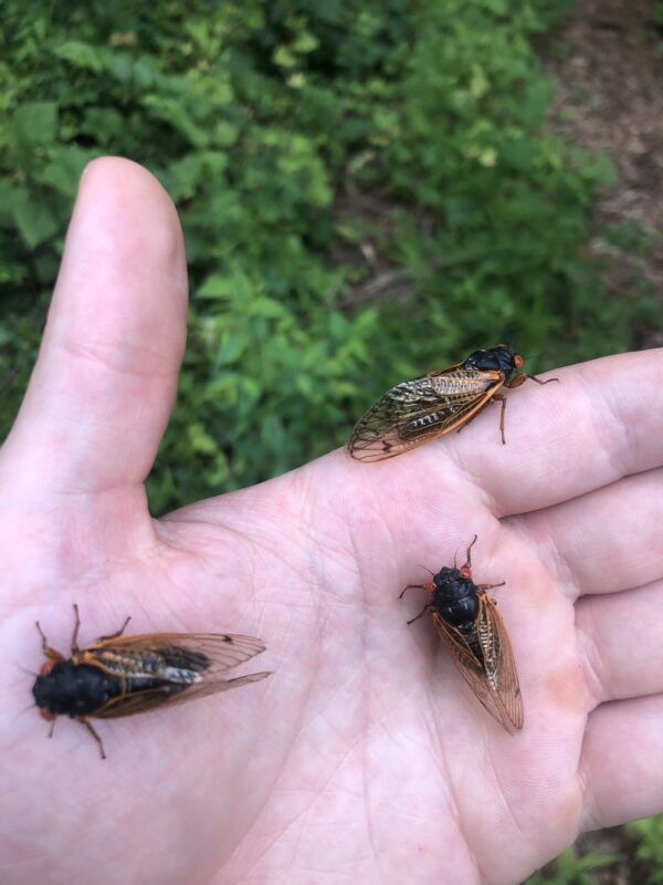 cicada facts