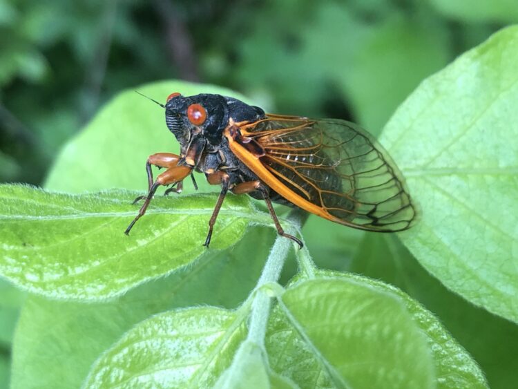 cicada facts