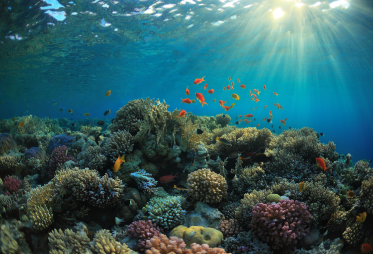 What are coral reefs? - Gulo in Nature