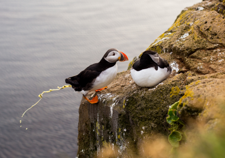 Puffin Poop Soap