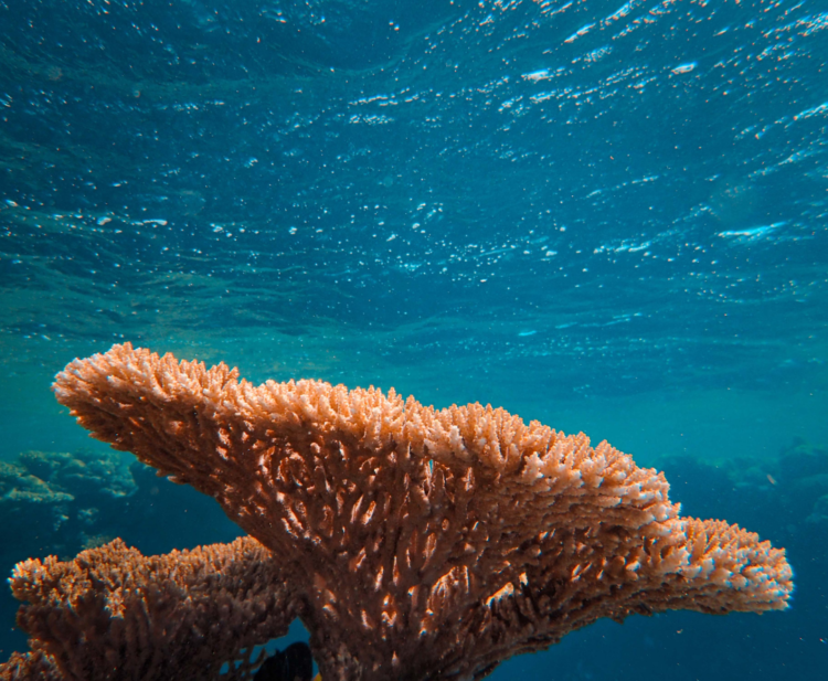 The Coral Polyp and the Origin of Life - Coral Reef Alliance