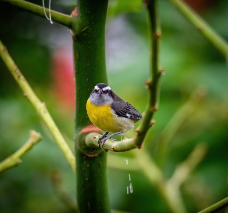 Why is bird poop white? Gulo in Nature