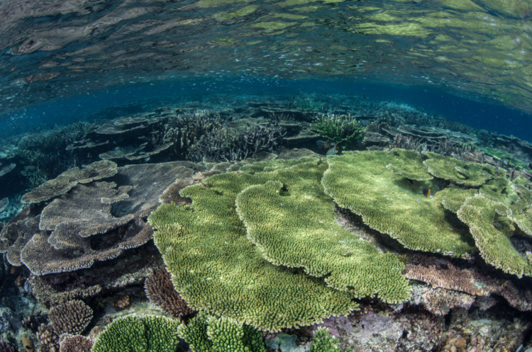 Coral Reefs: A Natural History: Sheppard, Charles, Kelley, Corals