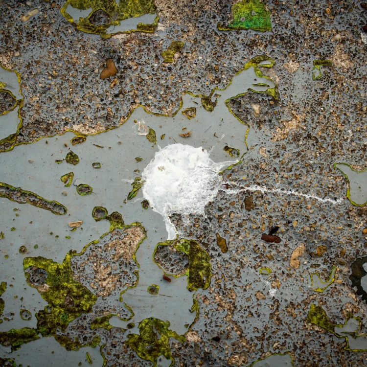 Why is bird poop white? | Gulo in Nature