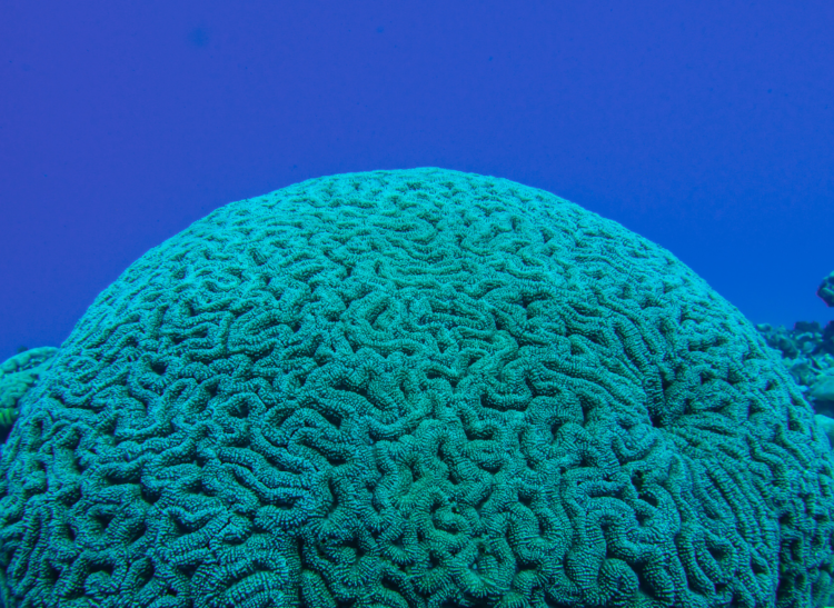 What are coral reefs? - Gulo in Nature