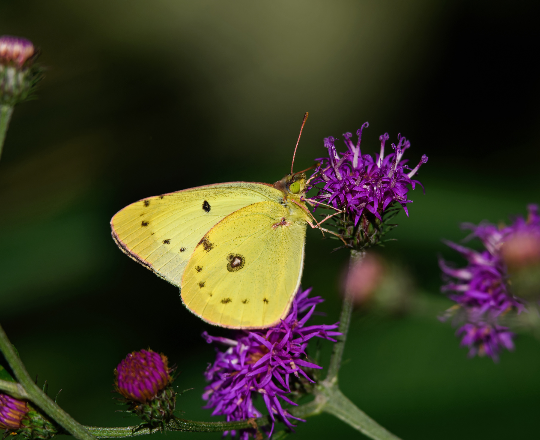 What’s the difference between butterflies and moths? | Gulo in Nature