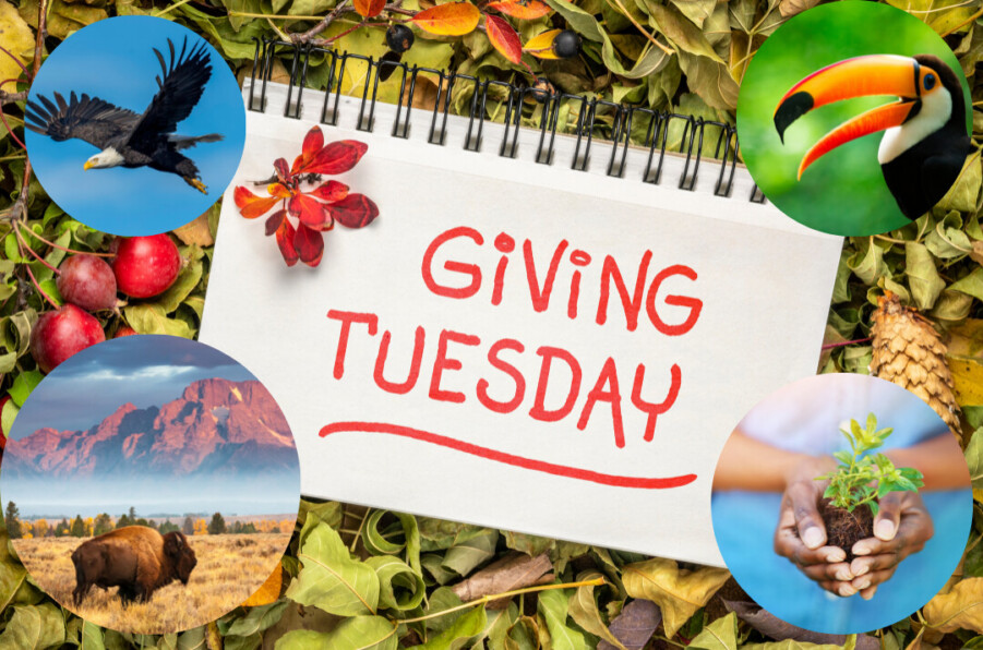 Giving tuesday (1)