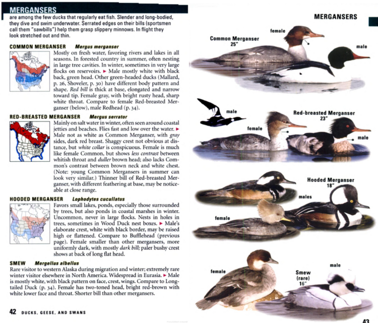 field guides birds North America