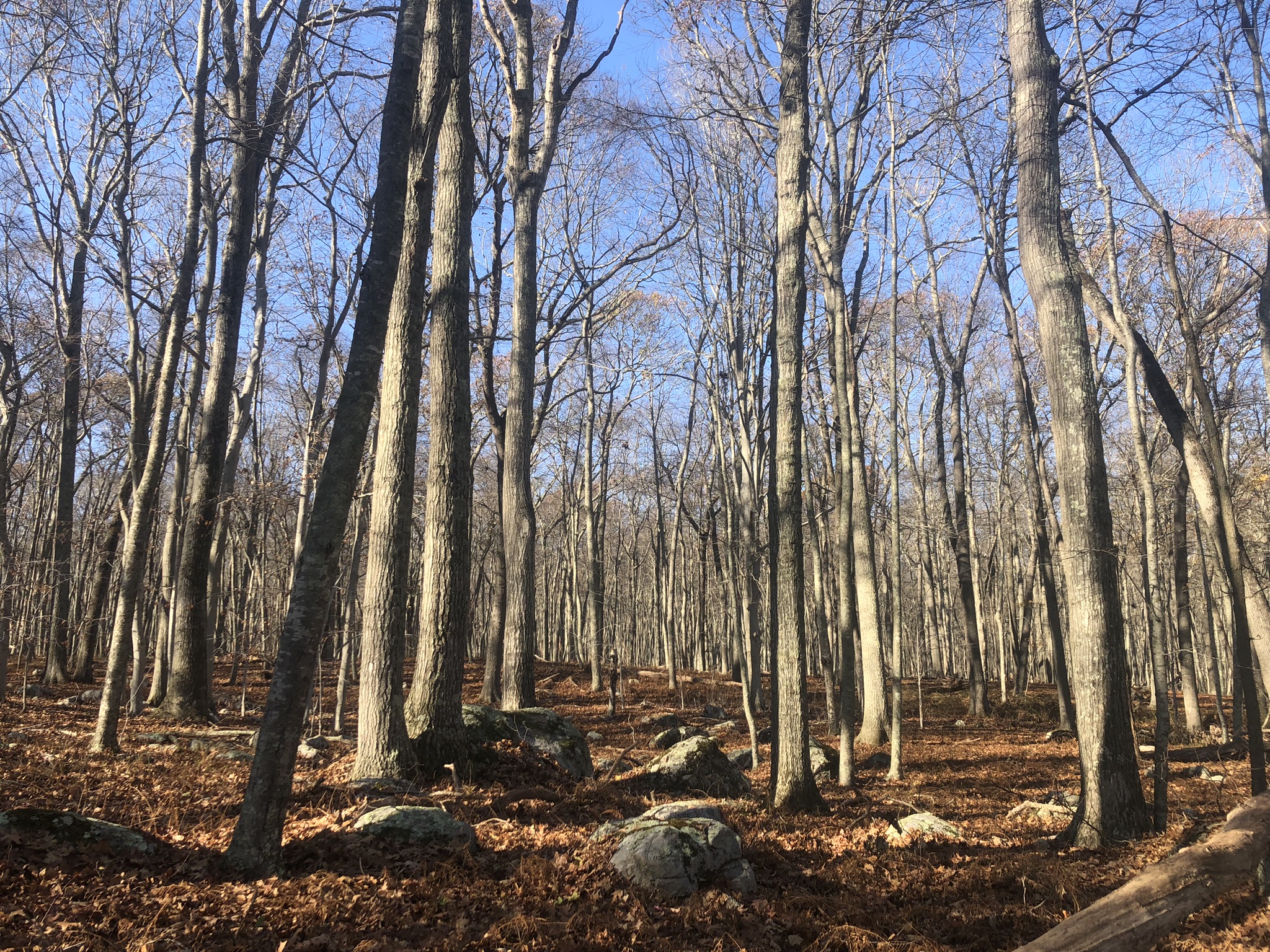 do-ticks-die-off-in-winter-gulo-in-nature