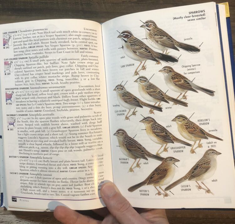 field guides birds North America
