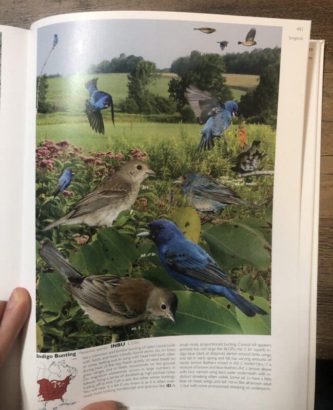 Book Review - Field Guide to Birds of North America