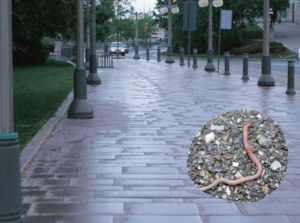 Why do worms come out when it rains? Gulo in Nature