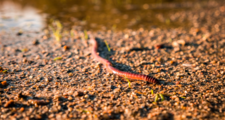 this technique is called worm grunting, and it acts as a worm call