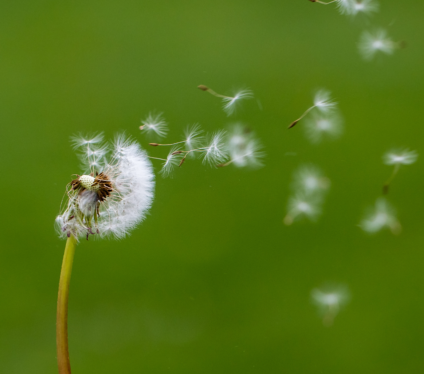 Velcro Seeds Plant 