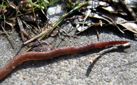 worms come out when it rains