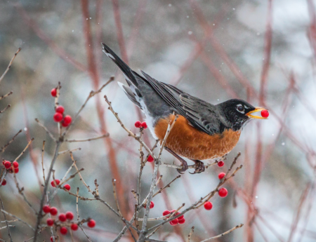 are robins a sign of spring