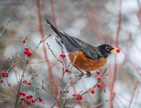 Why Are You Seeing Robins in Winter? - Cool Green Science