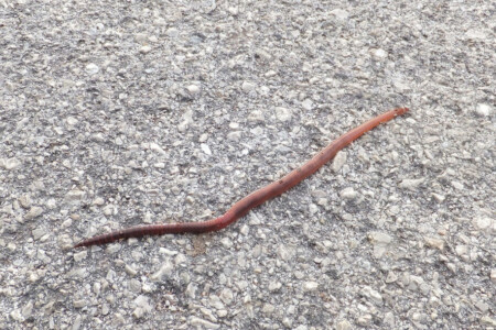 worms come out when it rains