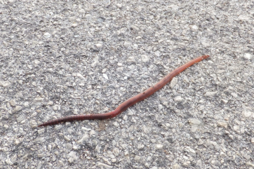 Why do worms come out when it rains? | Gulo in Nature