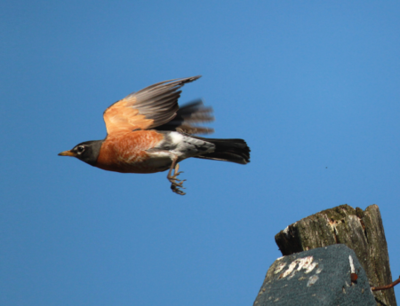 Do Robin Bird Sightings Have Meaning? - Birds and Blooms