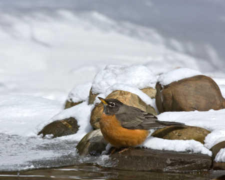 are robins a sign of spring