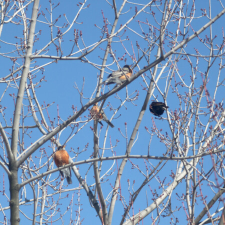are robins a sign of spring
