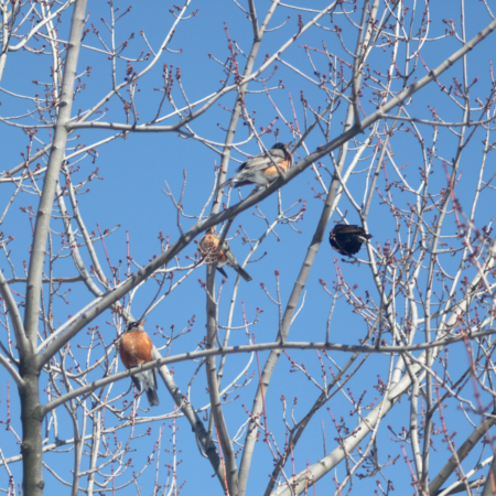 are robins a sign of spring