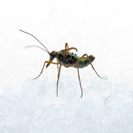 5 mind-blowing bugs that are active in winter | Gulo in Nature