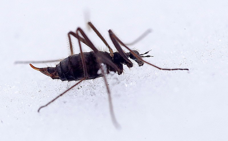 5 mind-blowing bugs that are active in winter | Gulo in Nature