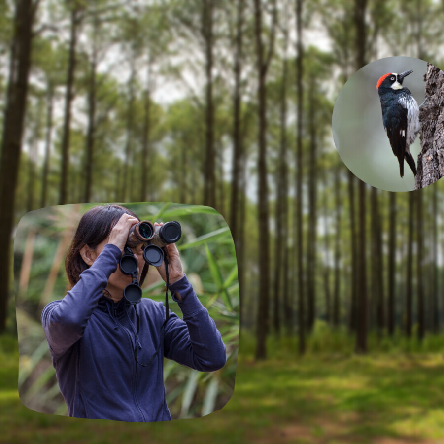 Why you should start birdwatching (1)