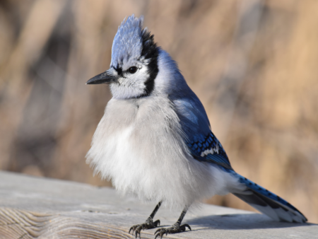 5 Weird Facts about Blue Jays - Cats and Birds