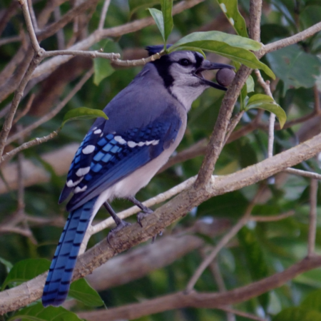 FOR THE BIRDS: Blue jays have an attitude