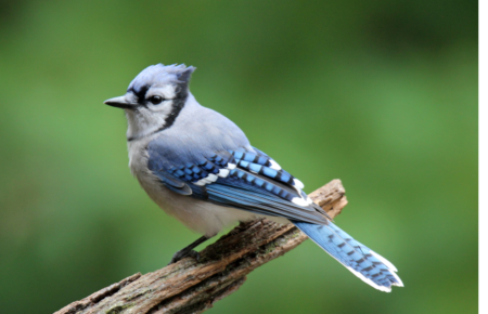 Five Wild Facts About Not-So-Nice Blue Jays