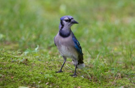 Species Spotlight: Blue Jay