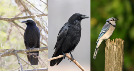 Five Wild Facts About Not-So-Nice Blue Jays