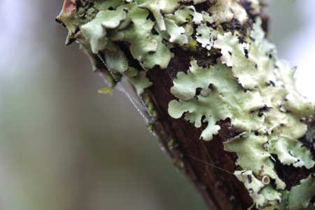 lichen epiphyte