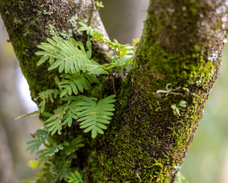 fern epiphyte