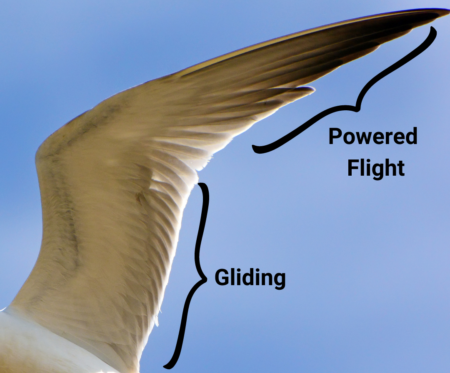 bird wingspan diagram