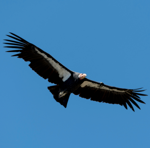 What bird has the largest wingspan? | Gulo in Nature