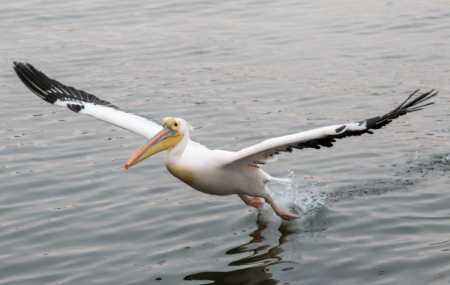 which bird has the longest wingspan