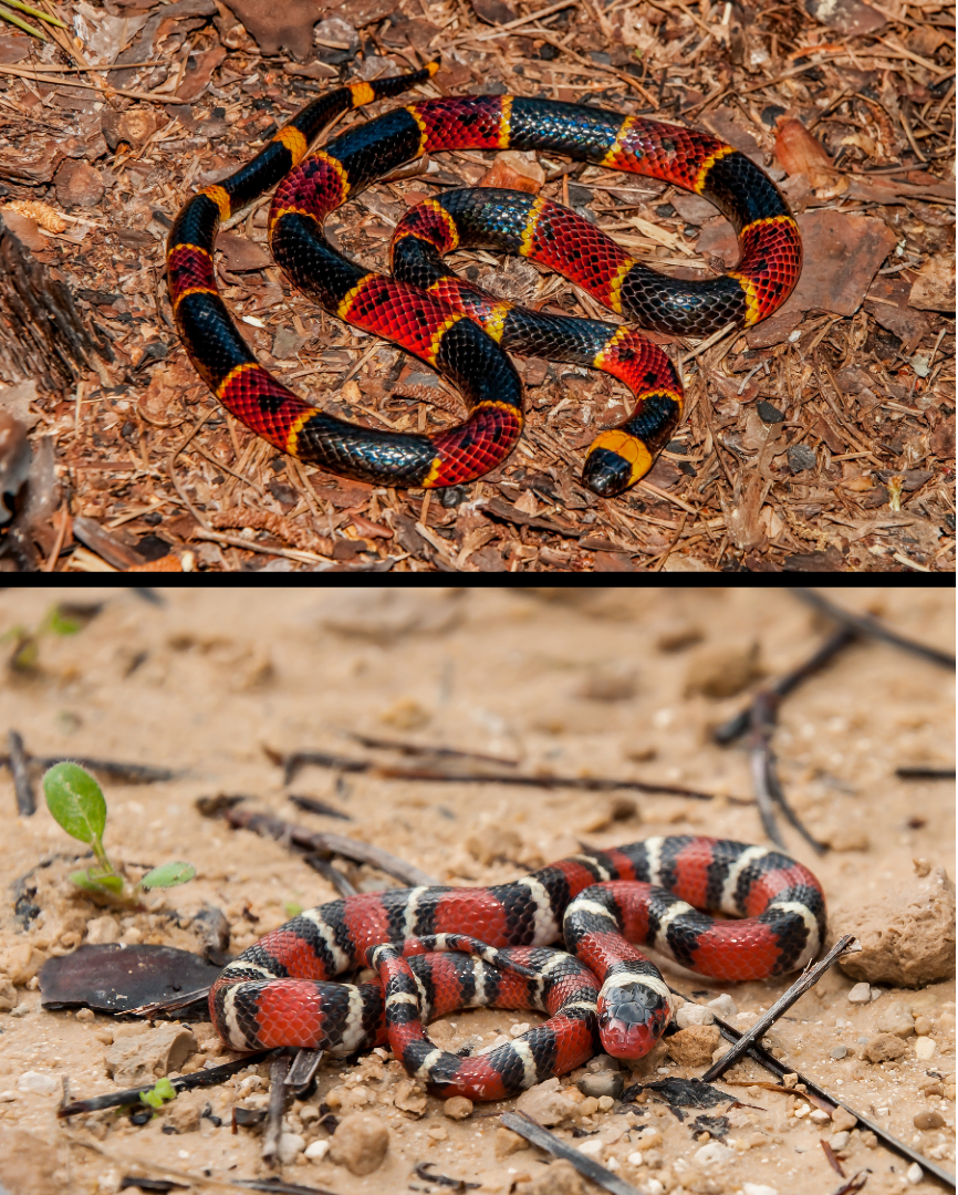 what-is-batesian-mimicry-gulo-in-nature