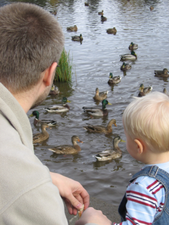 feed ducks