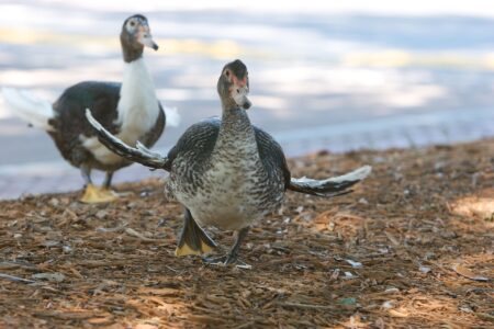 is it ok to feed ducks 