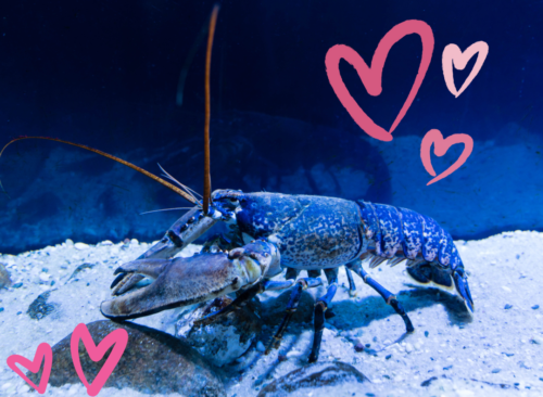 Do lobsters really mate for life? | Gulo in Nature