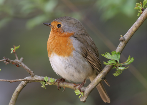 The 12 most common bird calls in movies and TV | Gulo in Nature